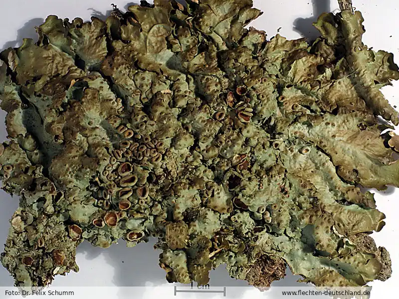 Fotografie Lobaria virens (With.) J. R. Laundon