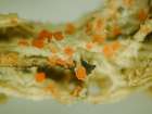 Marchandiomyces corallinus (Roberge) Diederich & D. Hawksw.