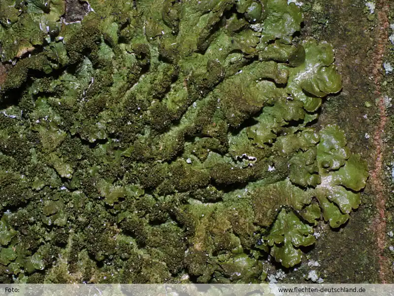 Fotografie Melanelia glabratula subsp. fuliginosa (Fr. ex Duby) P.M. McCarthy & M.E. Mitch.