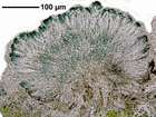 Micarea lignaria (Ach.) Hedl.