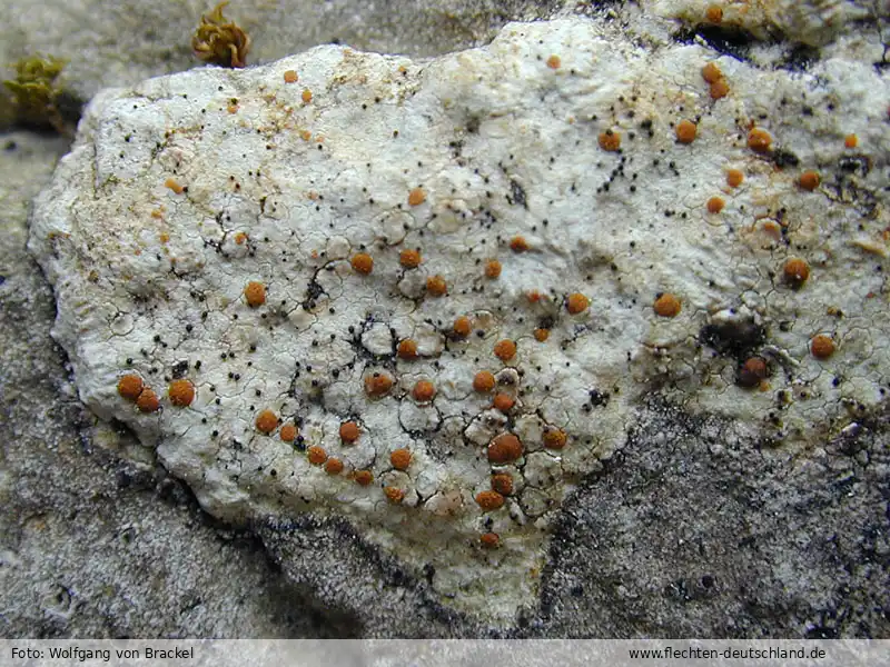 Fotografie Muellerella lichenicola (Sommerf.) D. Hawksw.