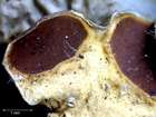 Nephroma bellum (Spreng.) Tuck.
