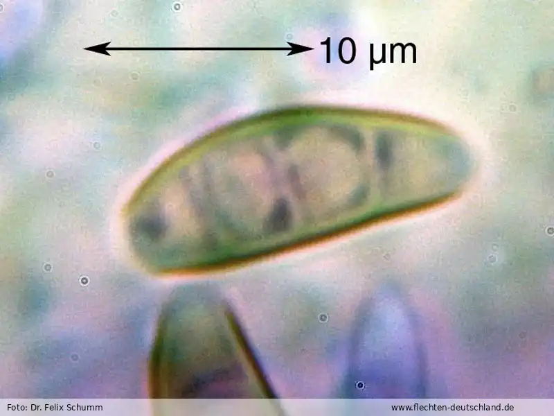 Querschnitt Fruchtkörper | Foto von Dr. Felix Schumm