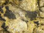 Opegrapha dolomitica (Arnold) Clauzade & Cl. Roux ex Torrente & Egea