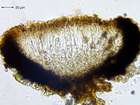 Opegrapha ochrocheila Nyl.