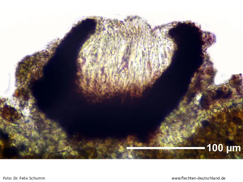 Fruchtkörper | Foto von Dr. Felix Schumm