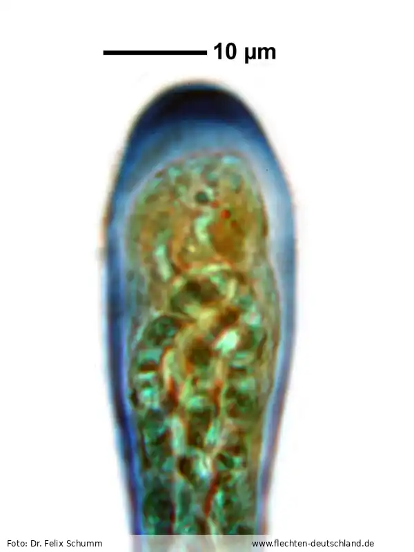 Sporen | Foto von Dr. Felix Schumm