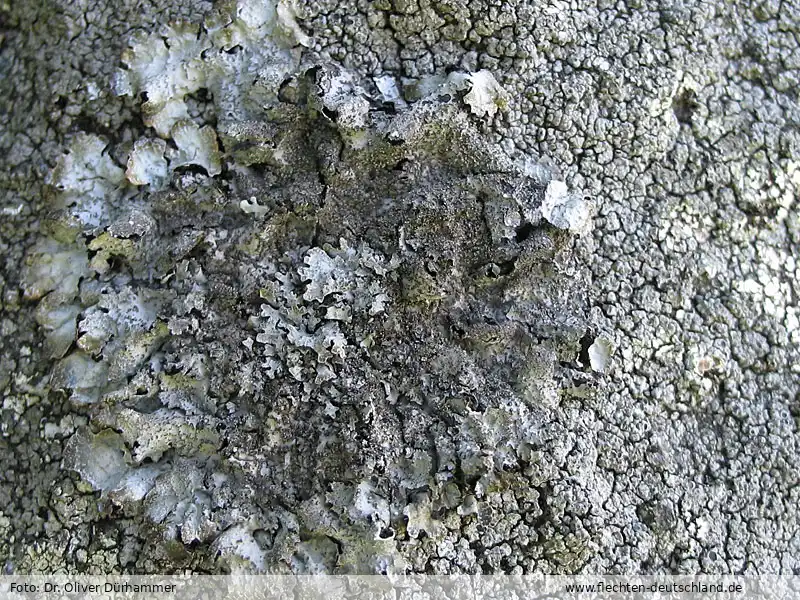Fotografie Parmelia saxatilis (L.) Ach.