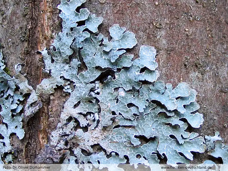 Fotografie Parmelia sulcata Taylor