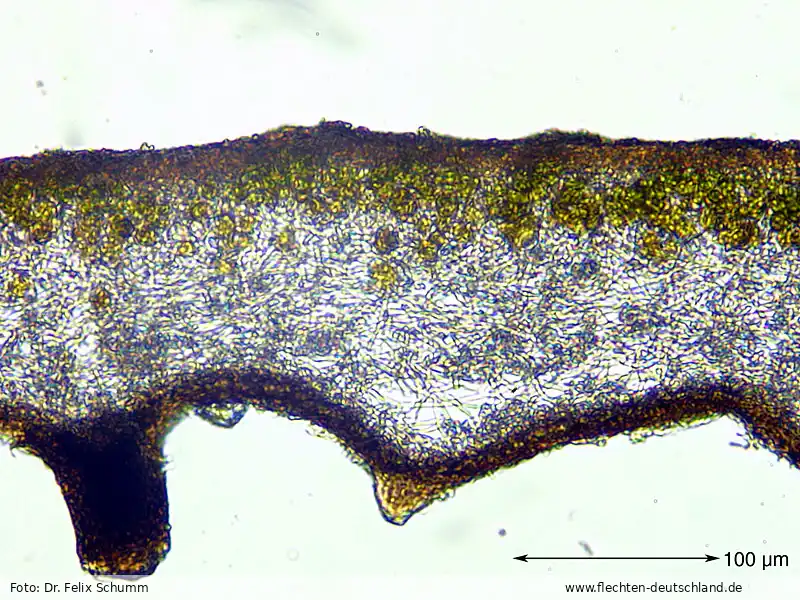 Mikromerkmale | Foto von Dr. Felix Schumm