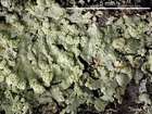 Parmeliopsis ambigua (Wulfen) Nyl.