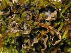Peltigera didactyla (With.) J. R. Laundon
