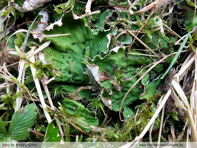 Fotografie Peltigera leucophlebia (Nyl.) Gyeln.