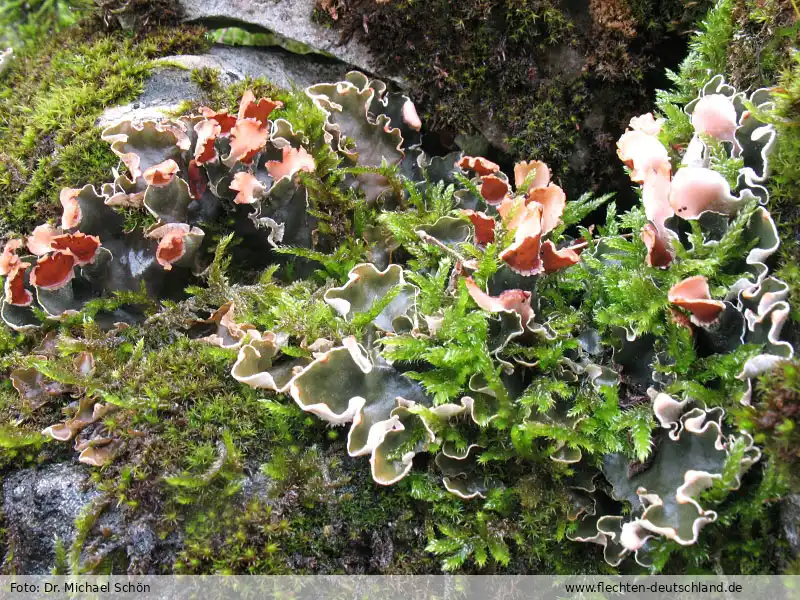 Fotografie Peltigera polydactylon (Neck.) Hoffm.