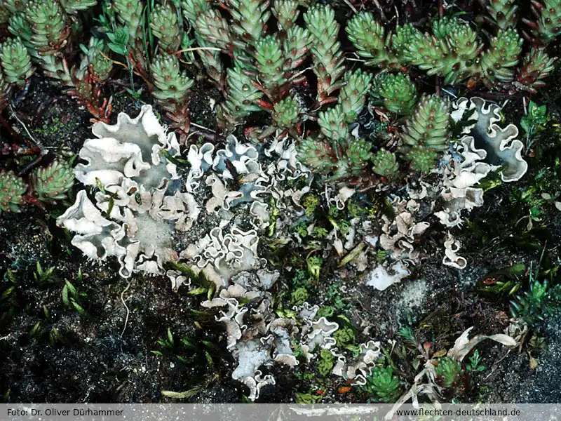 Fotografie Peltigera rufescens (Weiss) Humb.