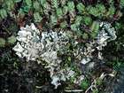 Peltigera rufescens (Weiss) Humb.