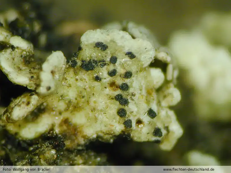 Fotografie Phaeopyxis punctum (A. Massal.) Rambold, Triebel & Coppins
