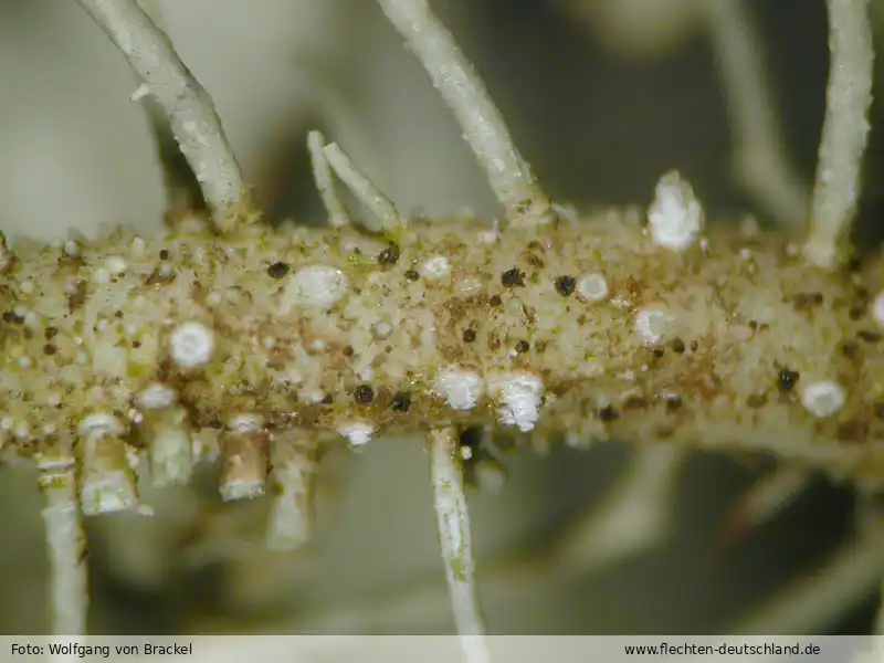 Fotografie Phaeosporobolus usneae D. Hawksw. & Hafellner