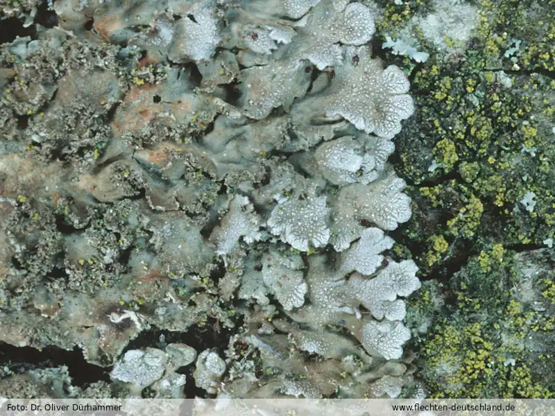 Fotografie Physconia grisea (Lam.) Poelt