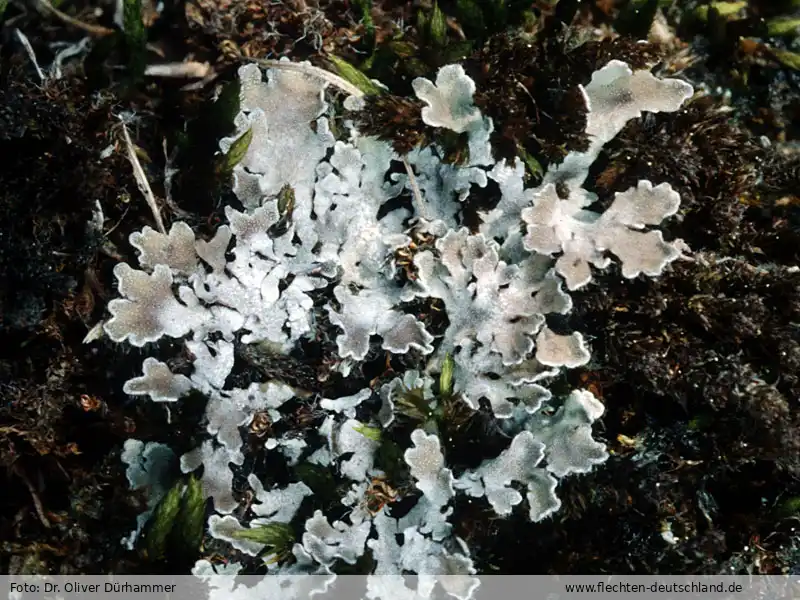 Fotografie Physconia muscigena (Ach.) Poelt