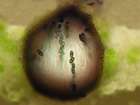 Polycoccum pulvinatum (Eitner) R. Sant.