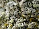 Polycoccum pulvinatum (Eitner) R. Sant.