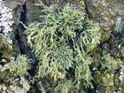 Ramalina pollinaria (Westr.) Ach.