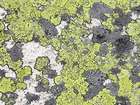 Rhizocarpon geographicum subsp. geographicum (L.) DC.