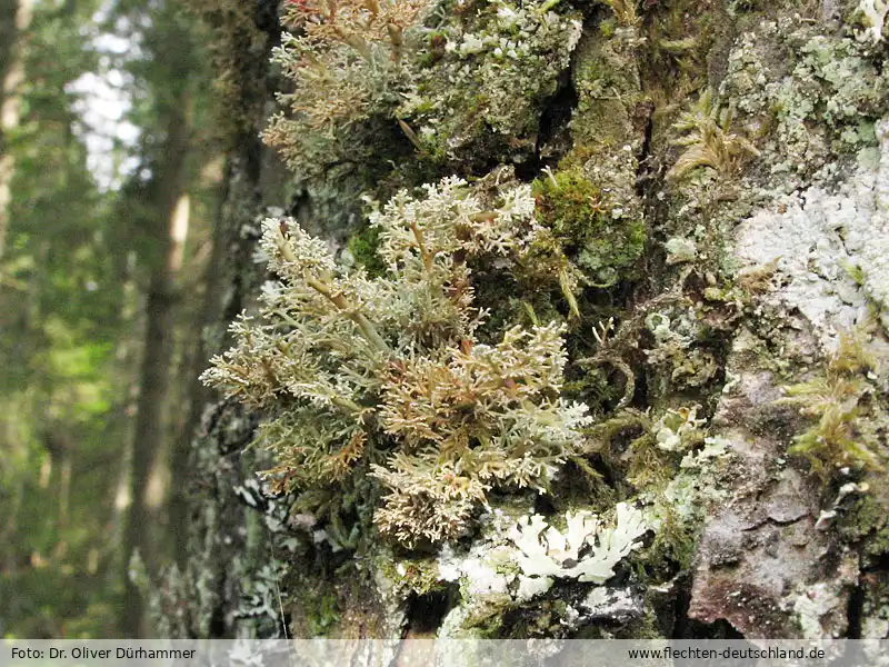 Habitus | Foto von Dr. Oliver Dürhammer