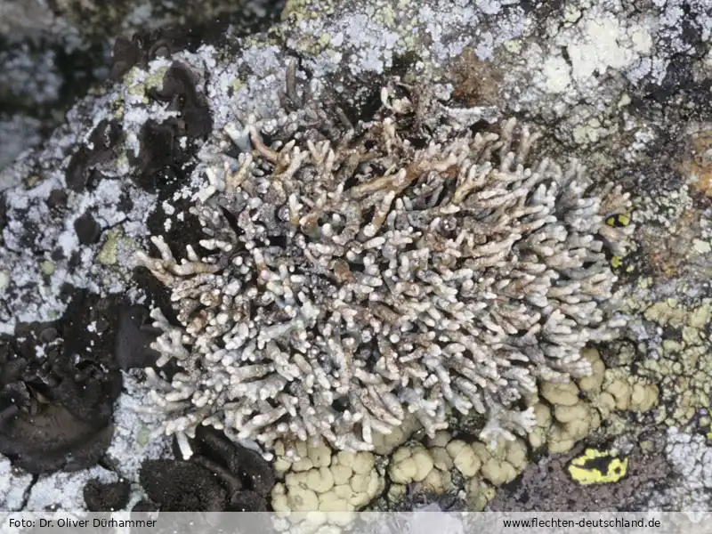 Fotografie Sphaerophorus fragilis (L.) Pers.