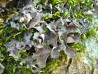 Sticta sylvatica (Huds.) Ach.