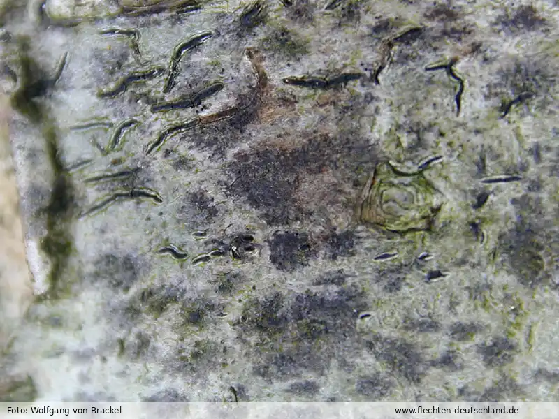 Fotografie Stigmidium microspilum (Körb.) D. Hawksw.