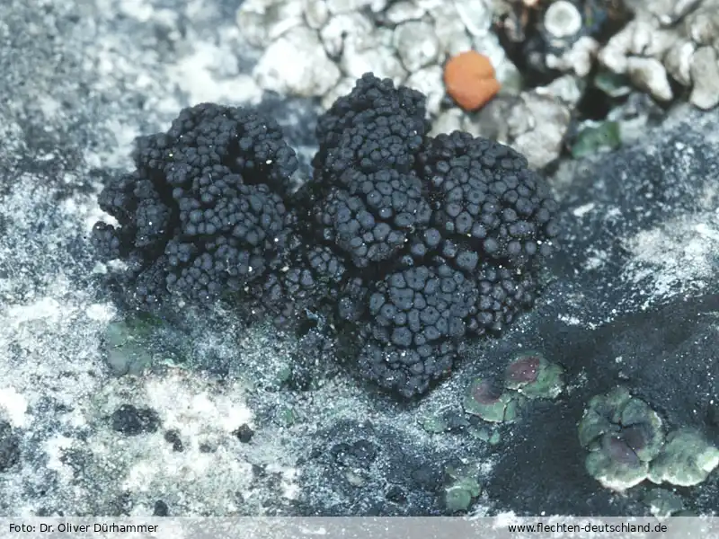 Fotografie Synalissa symphorea (Ach.) Nyl.