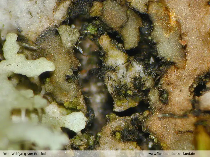 Fotografie Taeniolella phaeophysciae D. Hawksw.