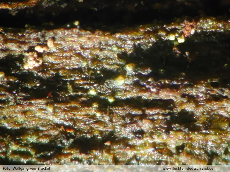 Fotografie Thelocarpon intermediellum Nyl.