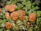 Tremella cladoniae Diederich & M. S. Christ.
