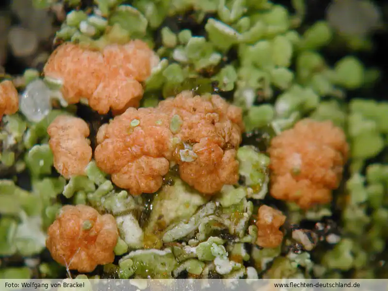 Fotografie Tremella cladoniae Diederich & M. S. Christ.