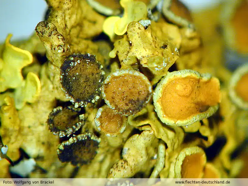 Fotografie Xanthoriicola physciae (Kalchbr.) D. Hawksw.