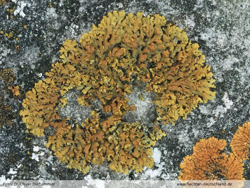 Fotografie Xanthomendoza fallax (Hepp) Søchting, Kärnefelt & S. Kondr.