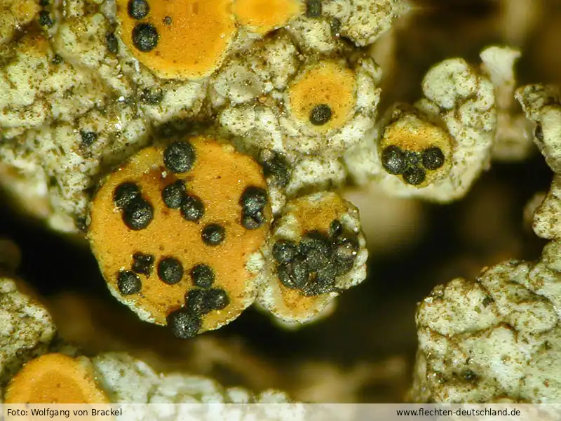 Fotografie Zwackhiomyces coepulonus (Norm.) Grube & R. Sant.