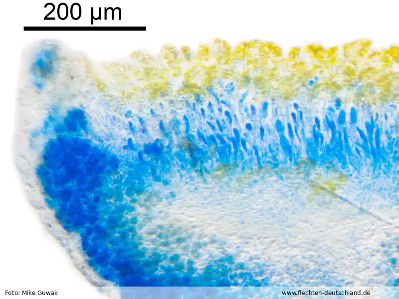 Fotografie Caloplaca ammiospila (Wahlenb.) H. Olivier