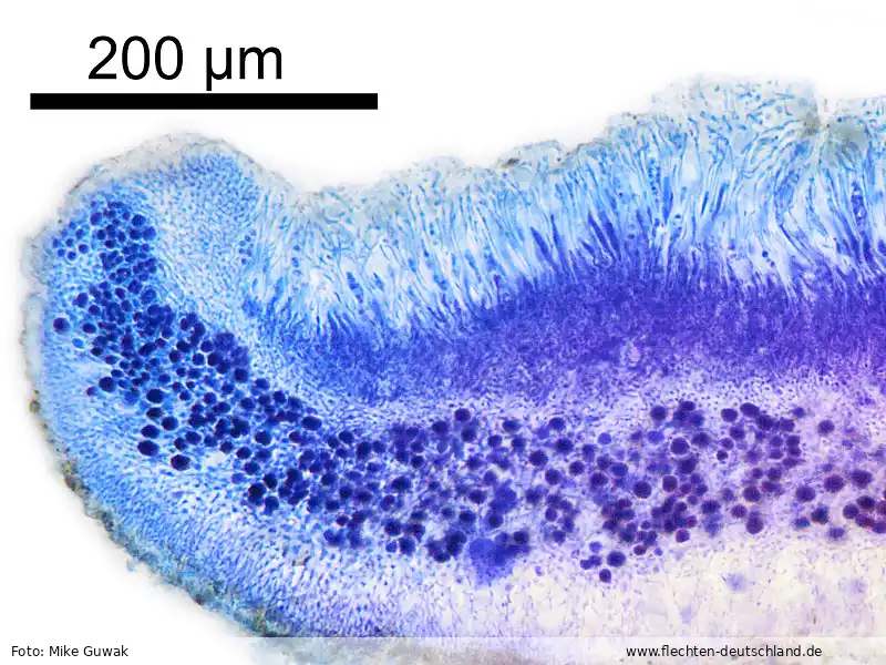 Fotografie Caloplaca chlorina (Flot.) H. Olivier